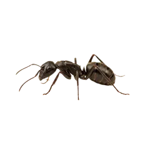 Ant Control