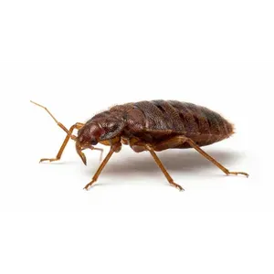 Bed Bug Control