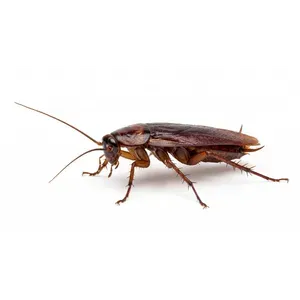 Cockroach Control