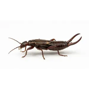 Closeup of an earwig