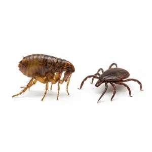 Closeup of a flea
