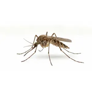 Closeup of a mosquito