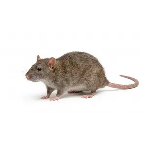 Rodent Control