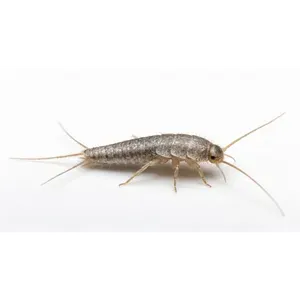 Closeup of a silverfish