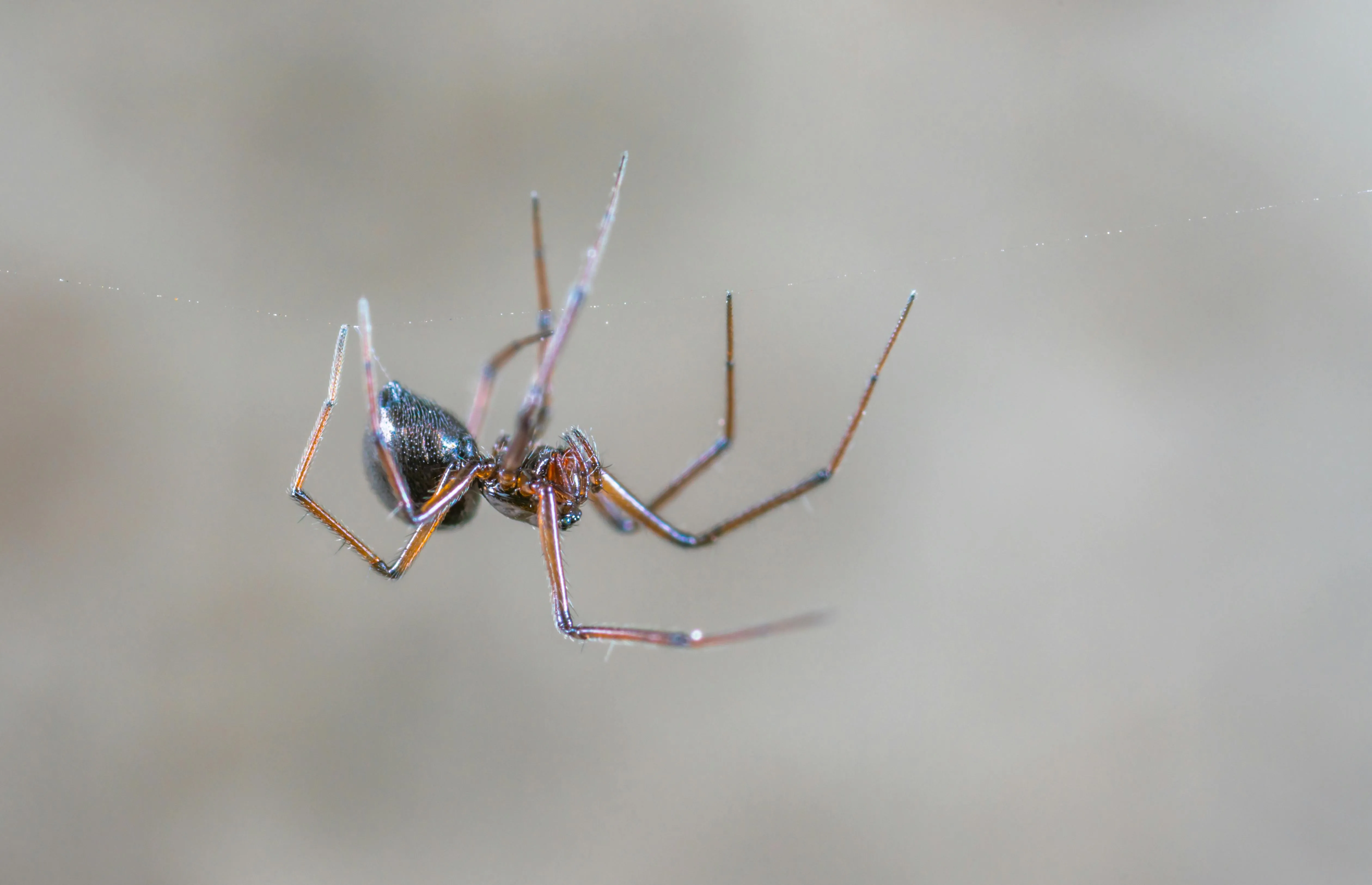 Spider on a web