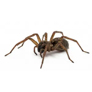 Spider Control
