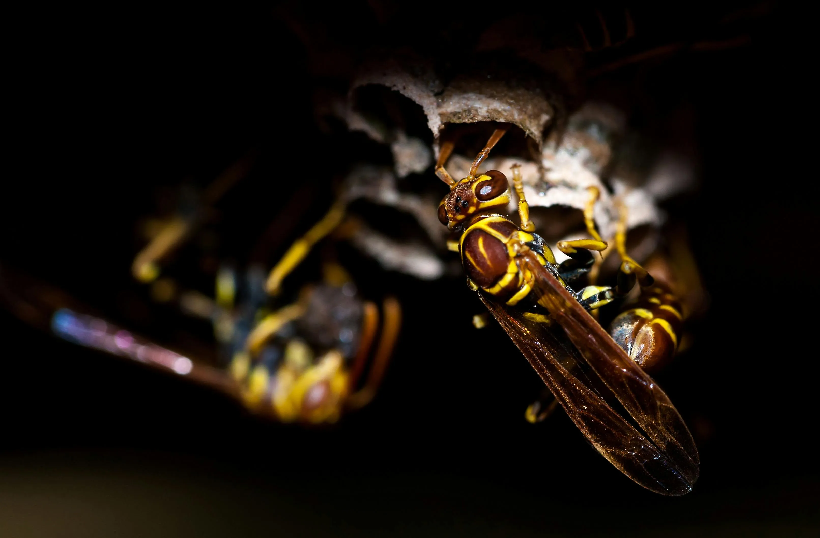 Paper Wasps