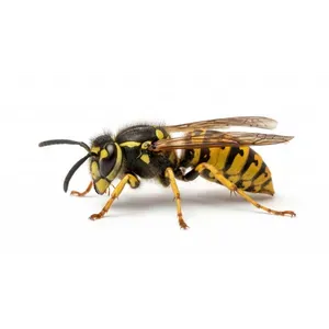Wasp & Nest Removal