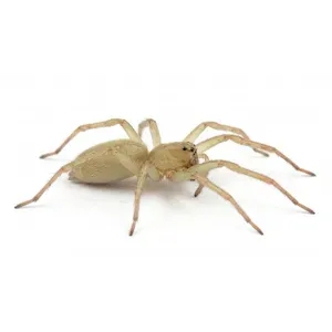Yellow Sac Spiders
